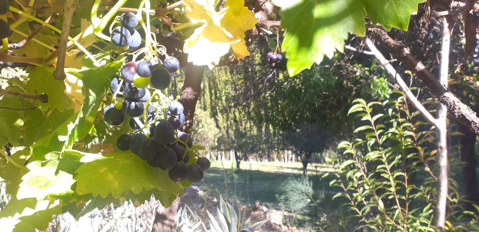 Finca en Huacalera apta viñedos y turismo - A metros de Casa Mocha