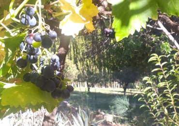 Finca en Huacalera apta viñedos y turismo - A metros de Casa Mocha